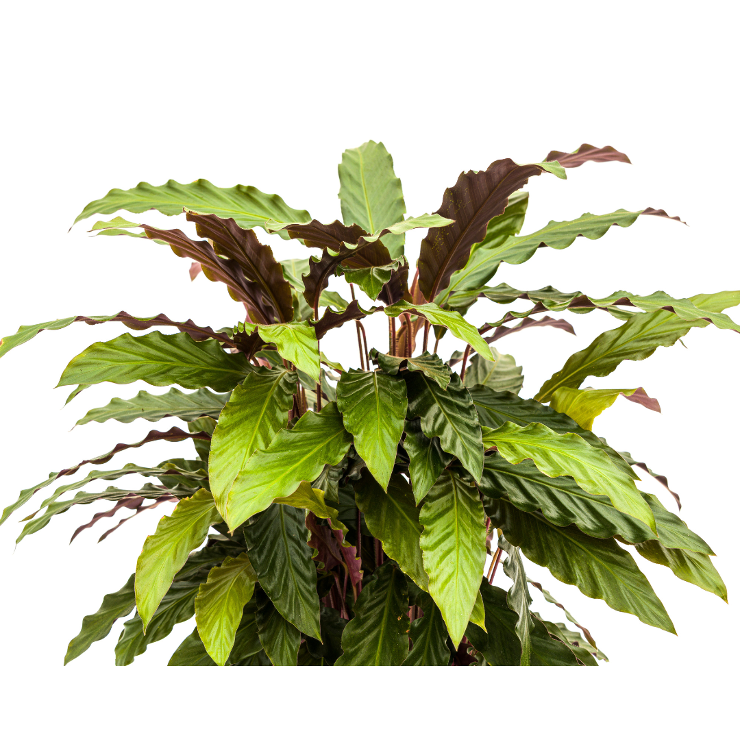 Calathea Rufibarba, plant in pot