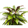 Calathea Rufibarba