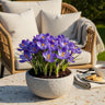 Crocus Blue