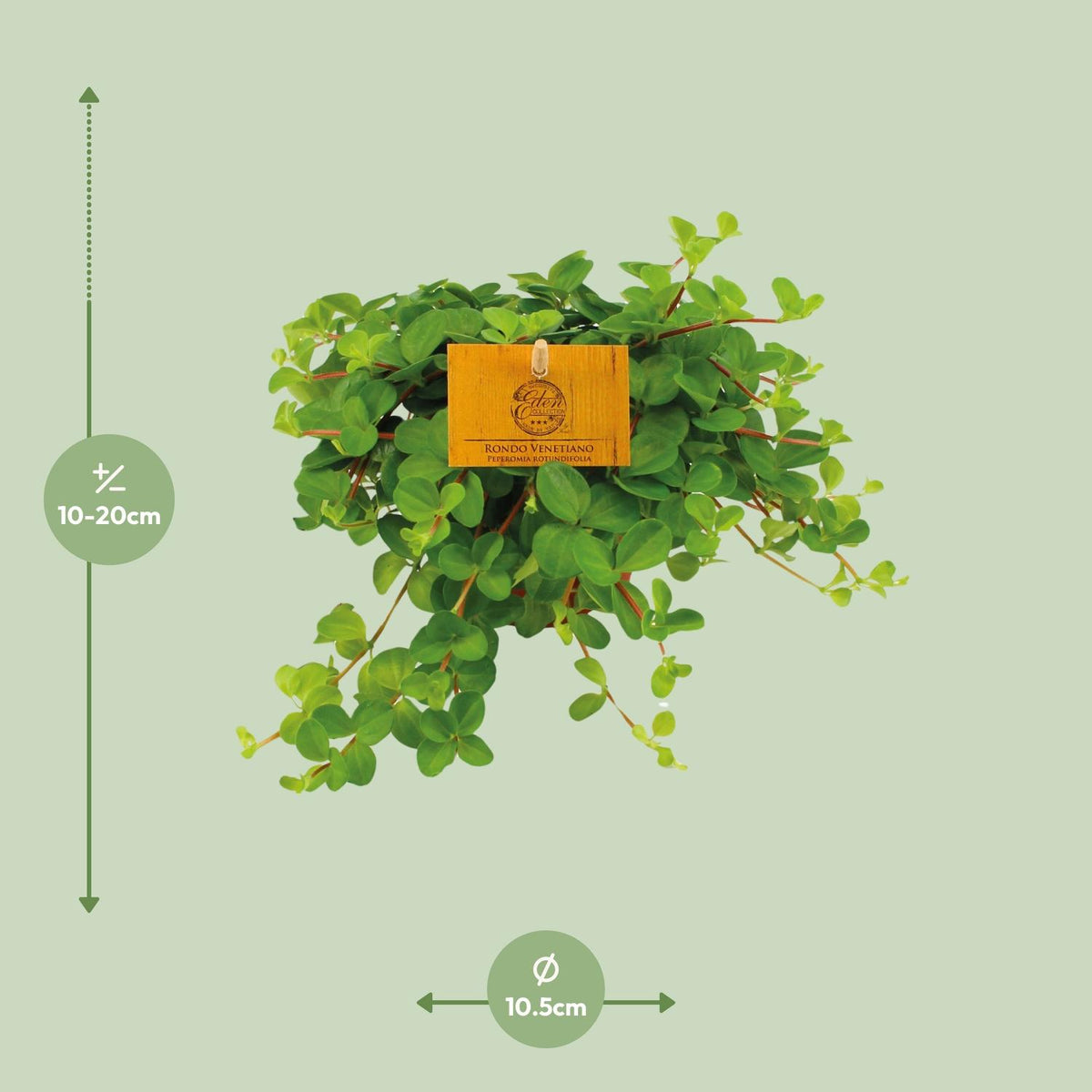 Detailfoto van Peperomia Rotundifolia