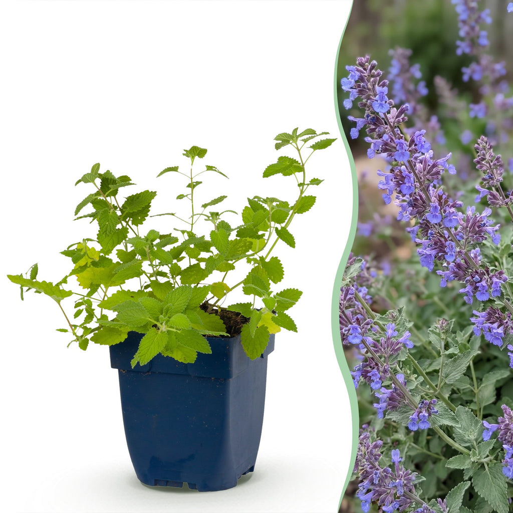 Nepeta faassenii 'Six Hills Giant' - Kattenkruid - Paars, plant voor binnen