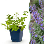 Nepeta faassenii 'Six Hills Giant' - Kattenkruid - Paars, plant voor binnen