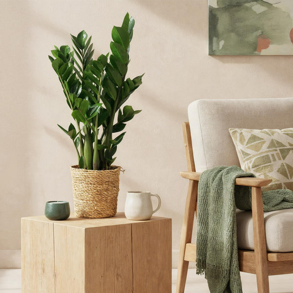 Zamioculcas met mand