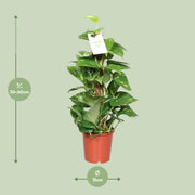 Epipremnum aureum, pothos met hartvormig blad, 60 cm hoog