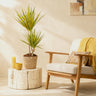 Dracaena Sunray