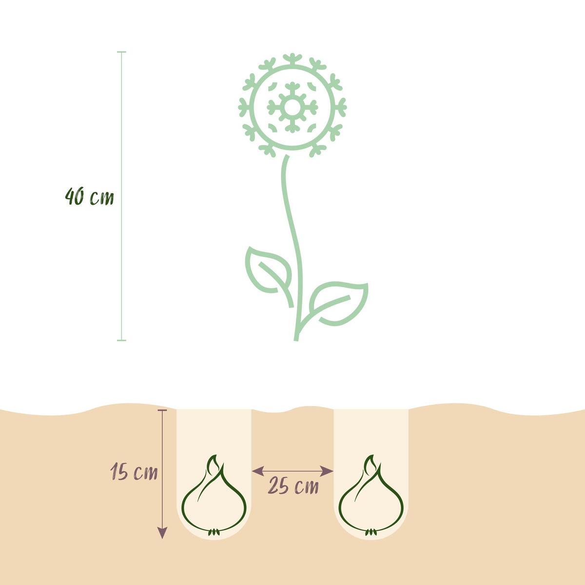 Allium Caeruleum, groene bladeren
