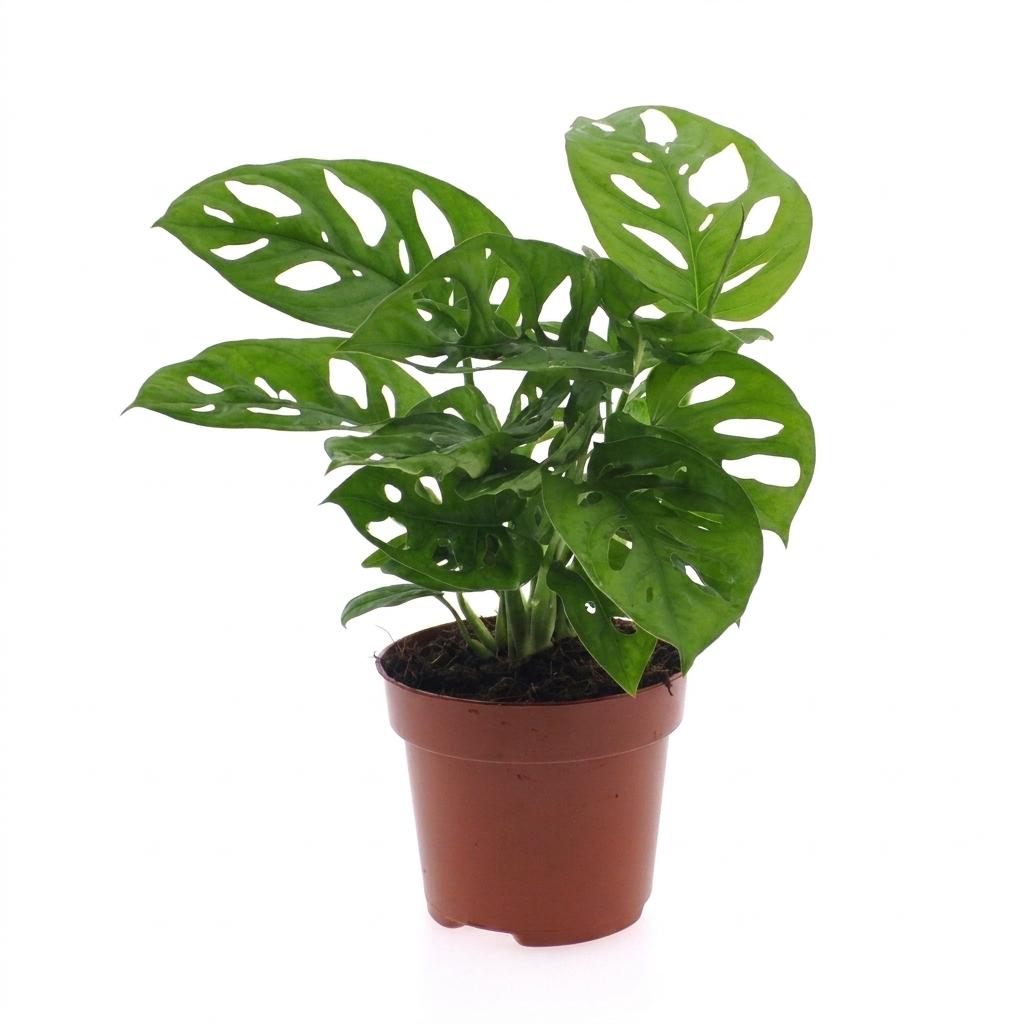 Monstera Adansonii - Rhaphidophora Tetrasperma, detail van het blad