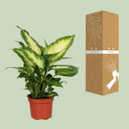 Detailfoto van Dieffenbachia Camilla