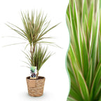 Dracaena Marginata Bicolor met mand, 70-75 cm hoog, plant in pot