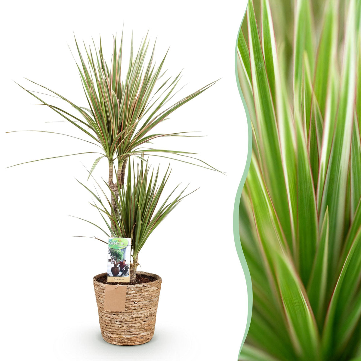 Dracaena Marginata Bicolor met mand, 70-75 cm hoog, plant in pot