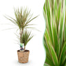 Dracaena Marginata Bicolor met mand, 70-75 cm hoog