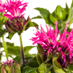 Monarda Didyma Pink, kenmerkend blad