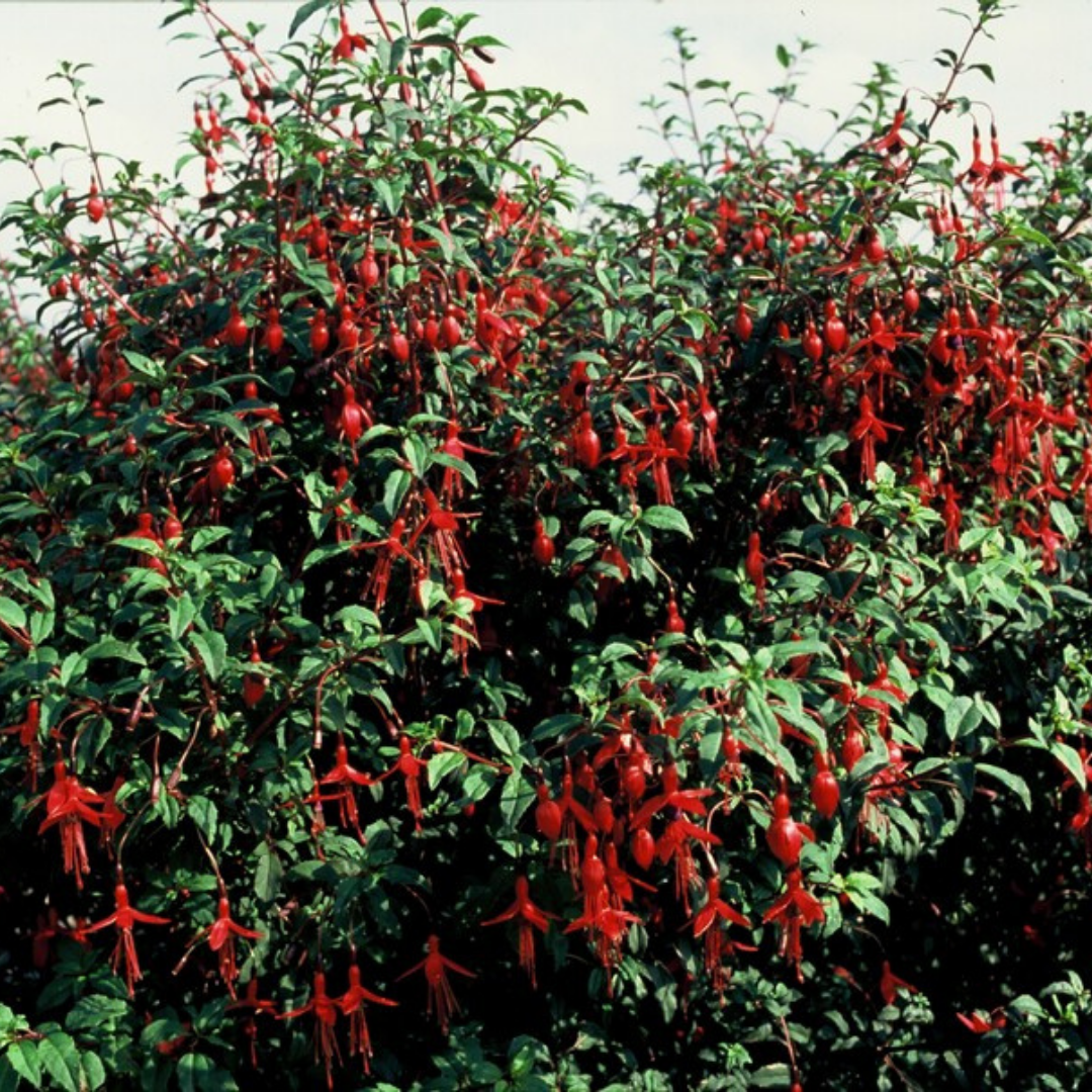 Fuchsia – 6 Pluggen | Kweek & Geniet van een Kleurrijke Tuin, plant in pot