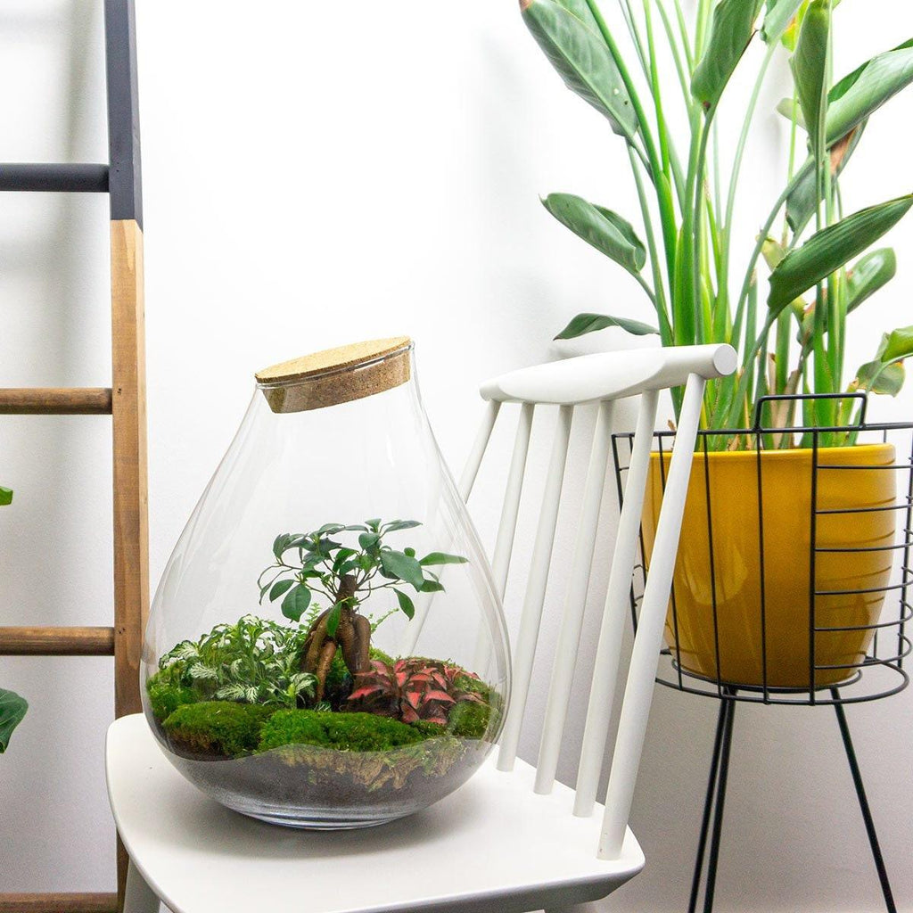 DIY terrarium Drop XL Bonsai Red