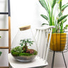 DIY Planten terrarium - Drop XL Bonsai 'red' - Zonder gereedschap
