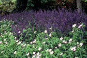 Salvia nem. &