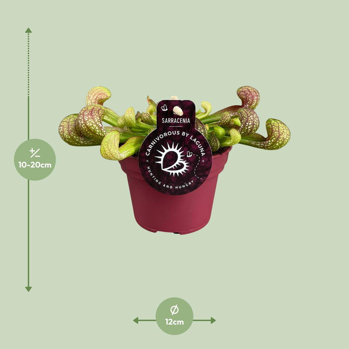 Detailfoto van Sarracenia Psittacina