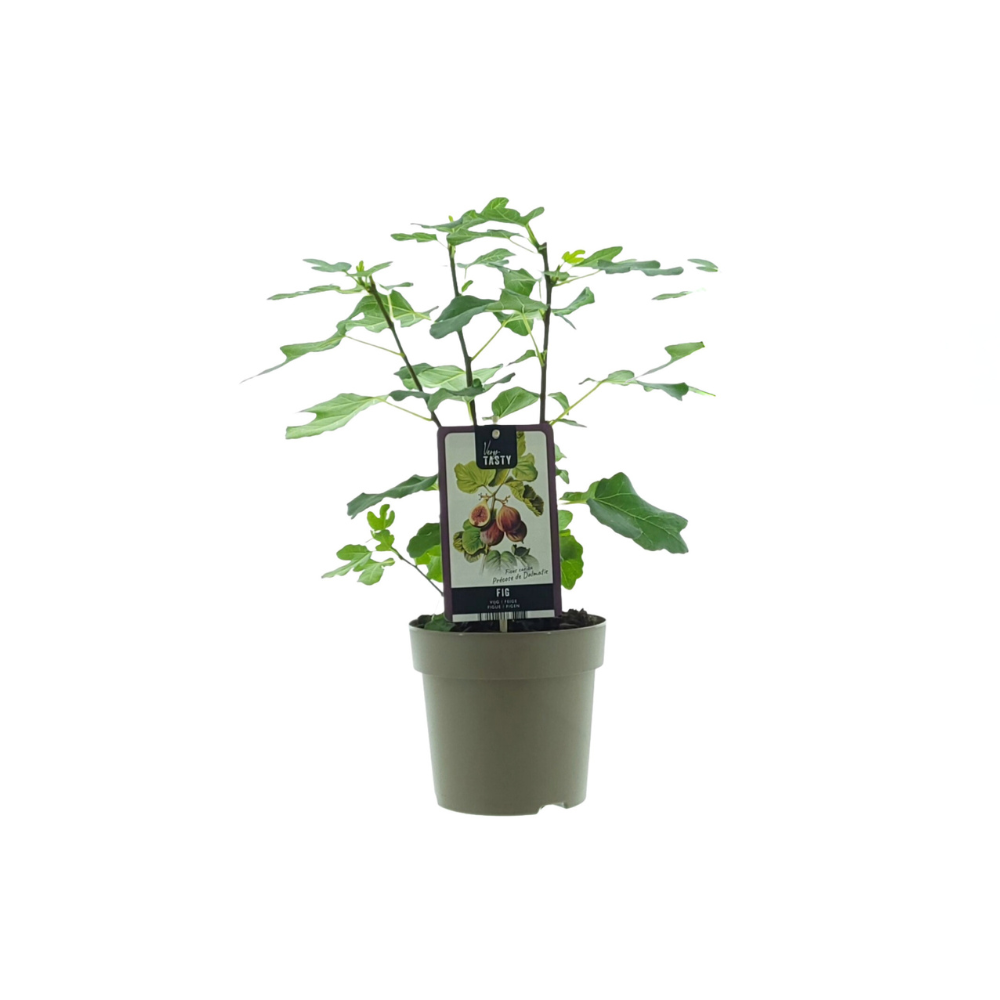 Ficus Precose De Dalmatie, plant in pot