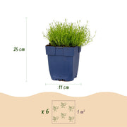 Sagina subulata - Vetmuur - Rotsplanten - Wit - 6 Planten