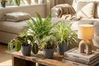 Chlorophytum, plant in pot