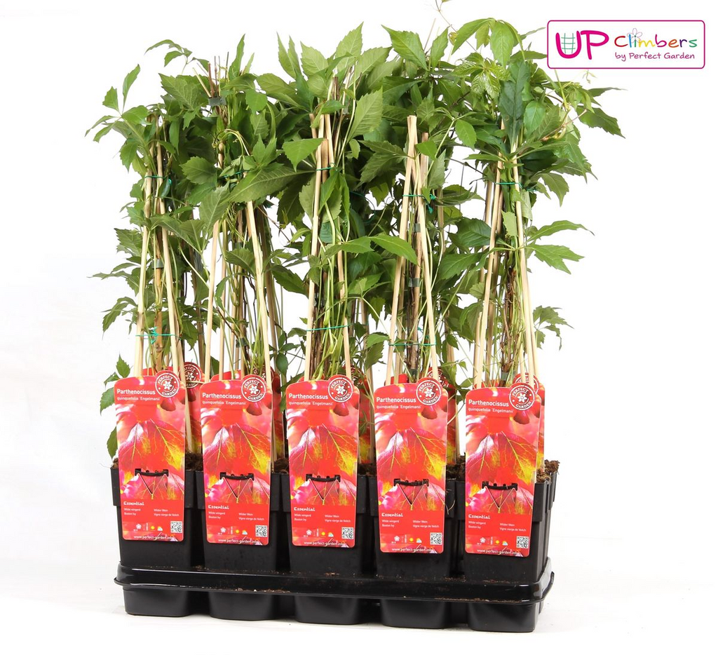 Productafbeelding van Pureplant