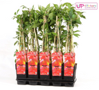 Productafbeelding van Pureplant