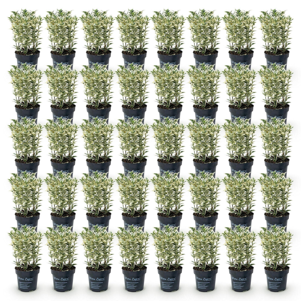 Japanse hulst Covenxa kopen, set van 40 planten, geschikte tuinplant