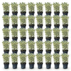 Japanse hulst Covenxa kopen, set van 40 planten, geschikte tuinplant