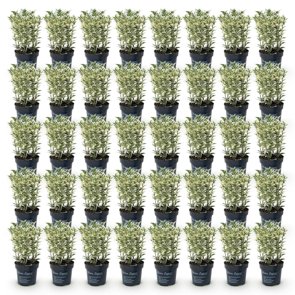 Japanse hulst Covenxa kopen, set van 40 planten, geschikte tuinplant