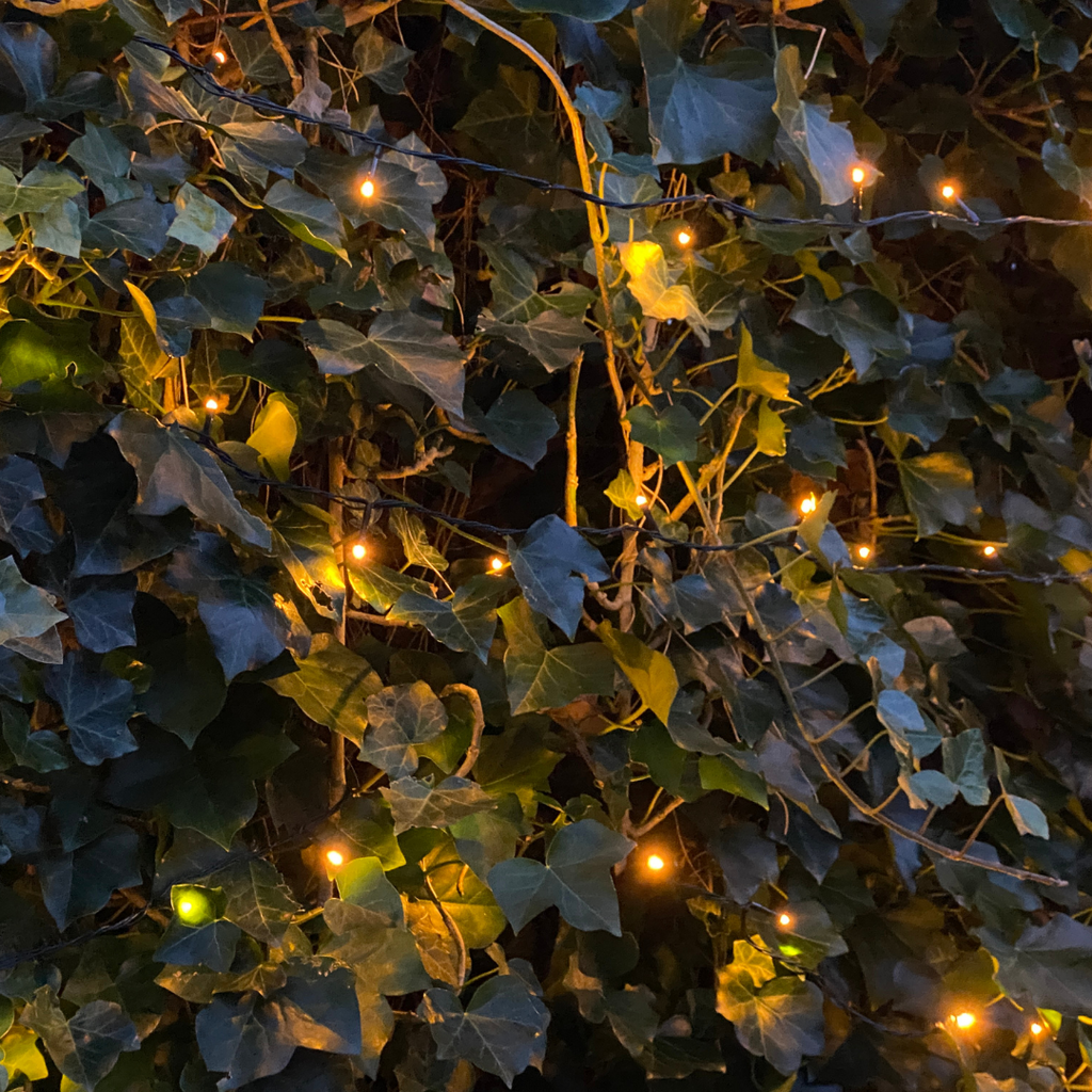 Klimophaag Hedera hibernica kant-en-klaar, B120 x H180 cm, decoratieve plant