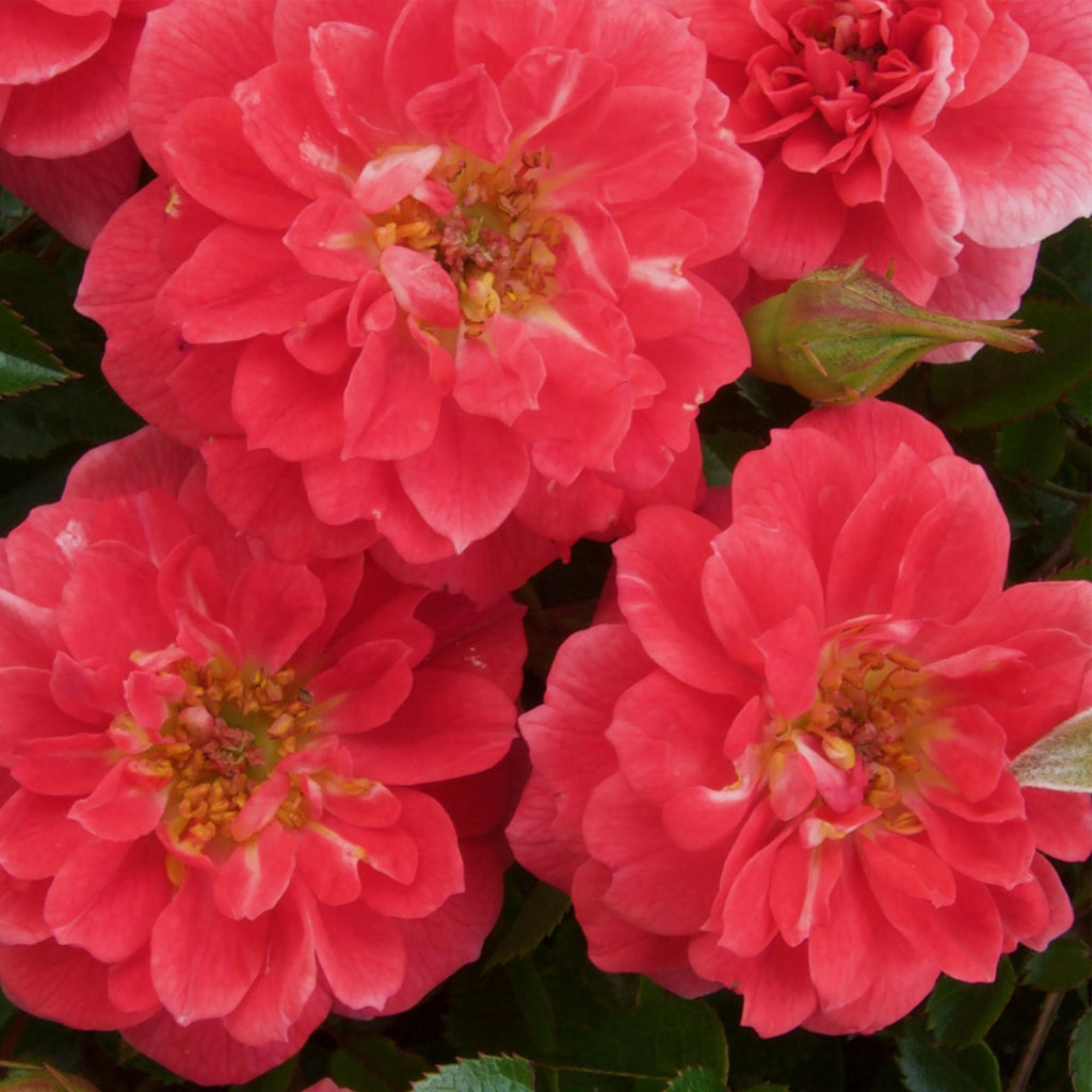 Rosa Salmon Queen, groene bladeren