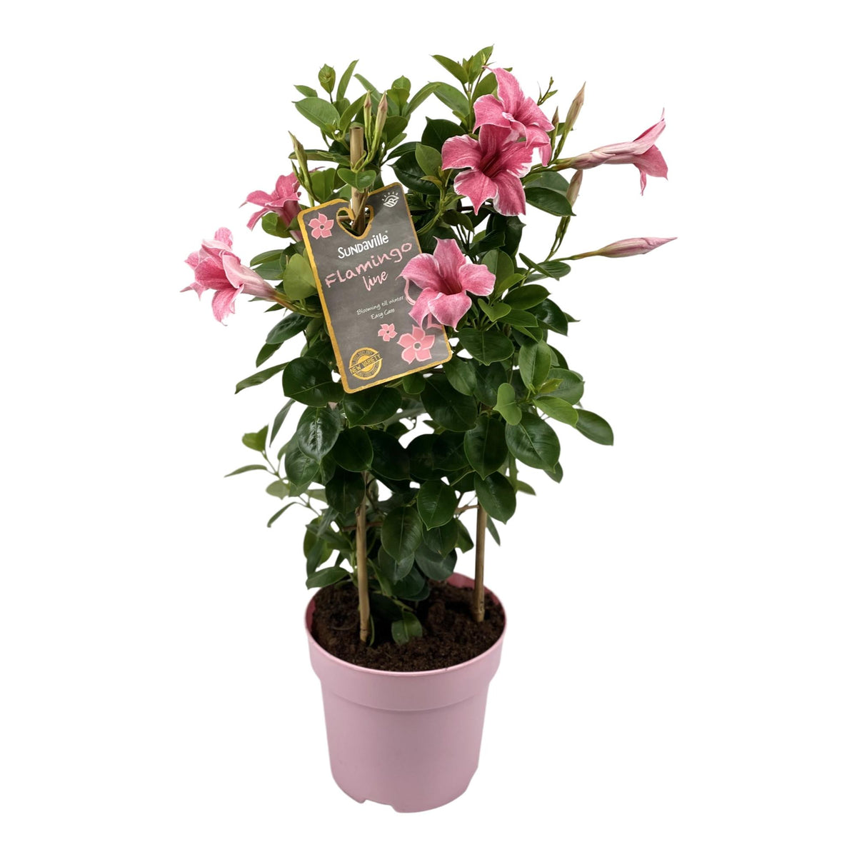 Mandevilla Sundaville Flamingo Pink In Toren (Dipladenia), plant in pot