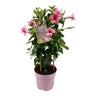 Mandevilla Sundaville Flamingo Pink In Toren (Dipladenia)