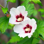 Hibiscus syriacus Hamabo, detail van het blad