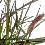 Pennisetum x Advena Chelsea, detail van het blad