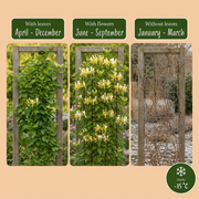 Lonicera japonica &