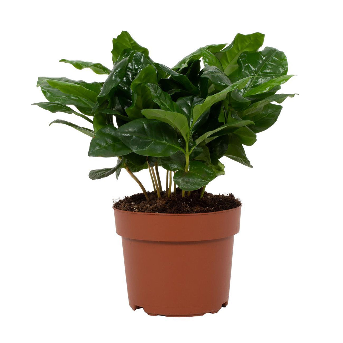 Detailfoto van Coffea Arabica