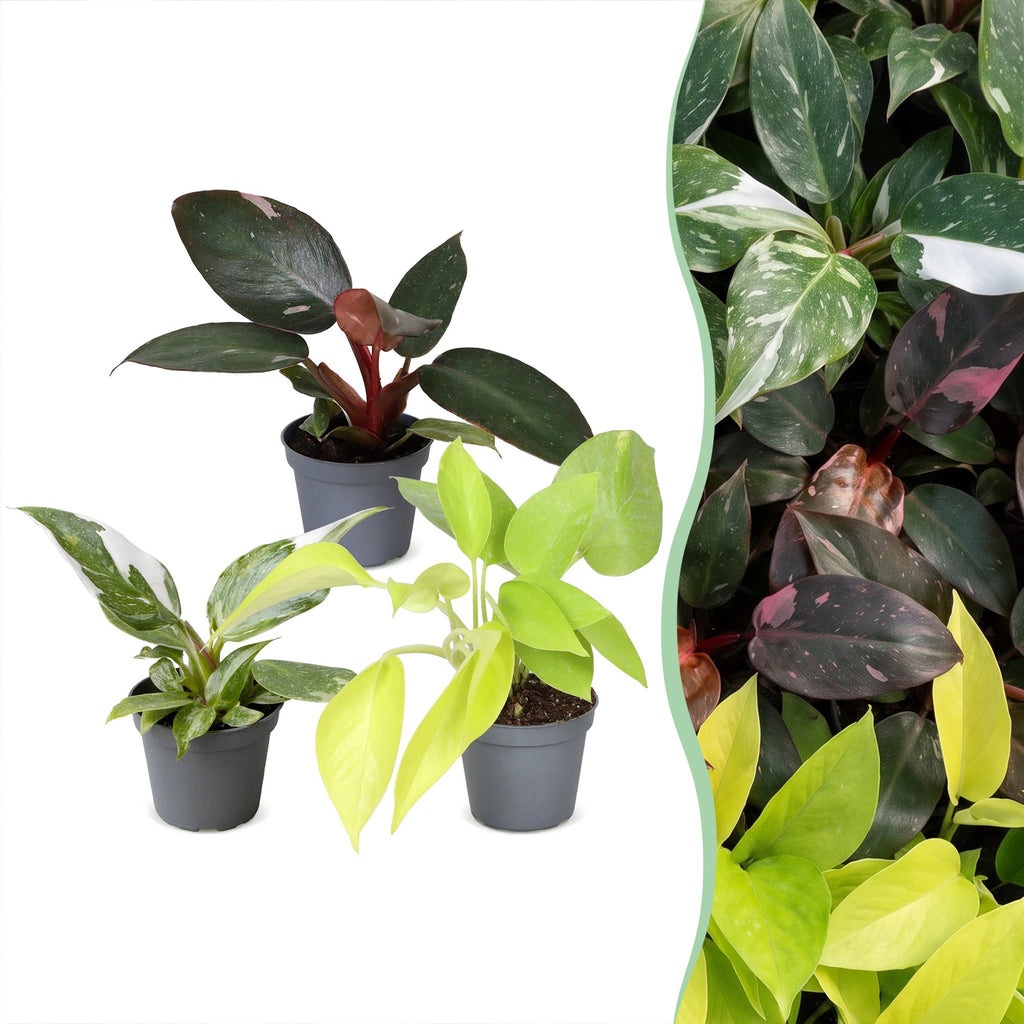 3x Baby Philodendron Tricolour - Wit - Roze - Geel - Groen - Tropisch - Ø6cm - ↕10-15cm, plant in pot