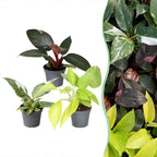 3x Baby Philodendron Tricolour - Wit - Roze - Geel - Groen - Tropisch - Ø6cm - ↕10-15cm, plant in pot