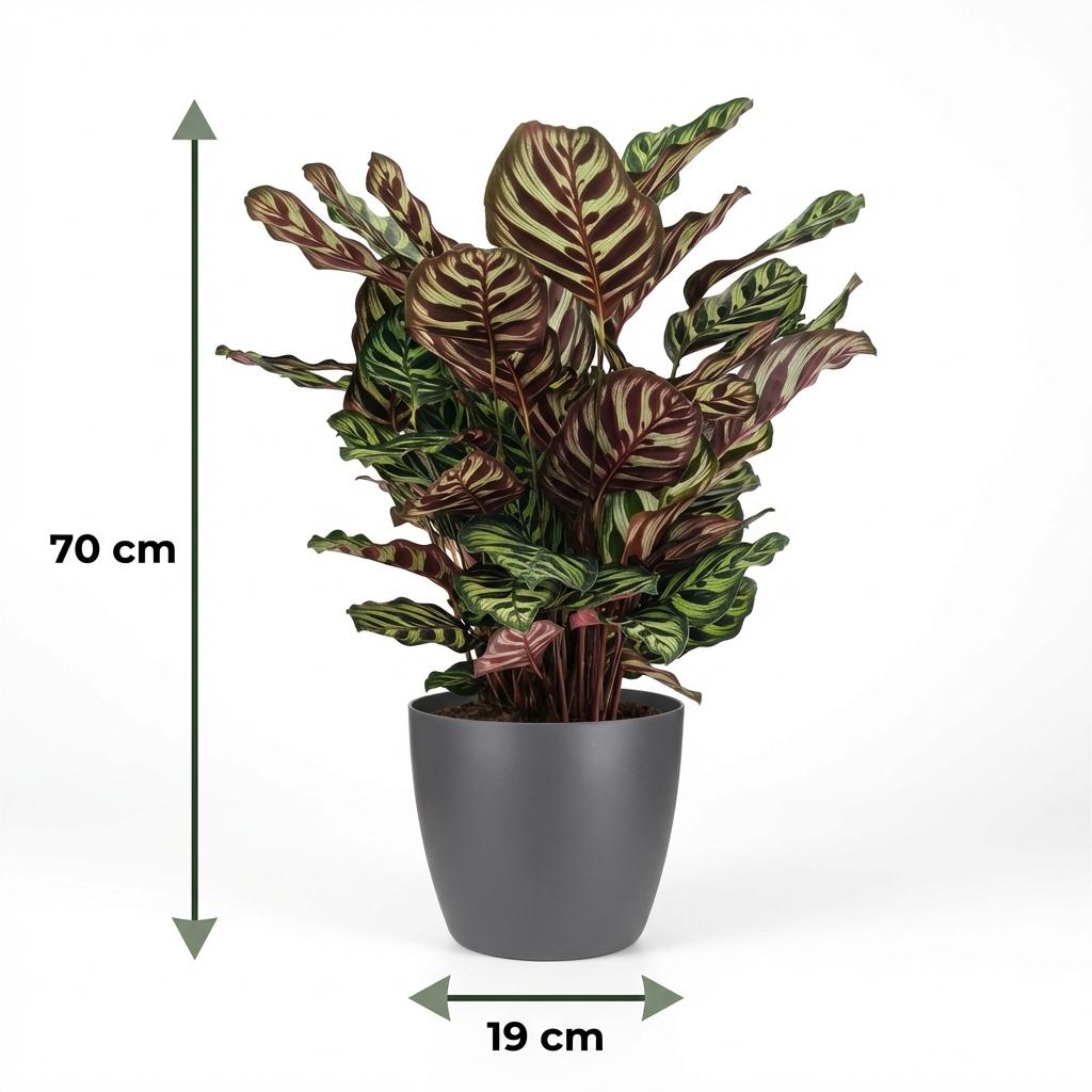 Pauwenplant (Calathea Makoyana) met grijze pot, groeiwijze van de plant