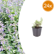 Nepeta faassenii
