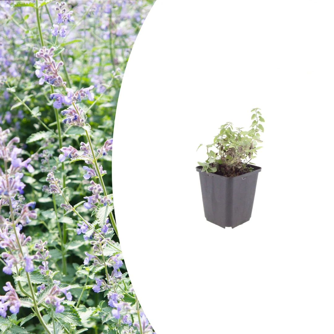 Nepeta faassenii, kenmerkend blad