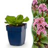 Bergenia cordifolia - Schoenlappersplant - Schaduw - Roze - 6 Planten