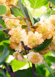 Actinidia delciosioa &