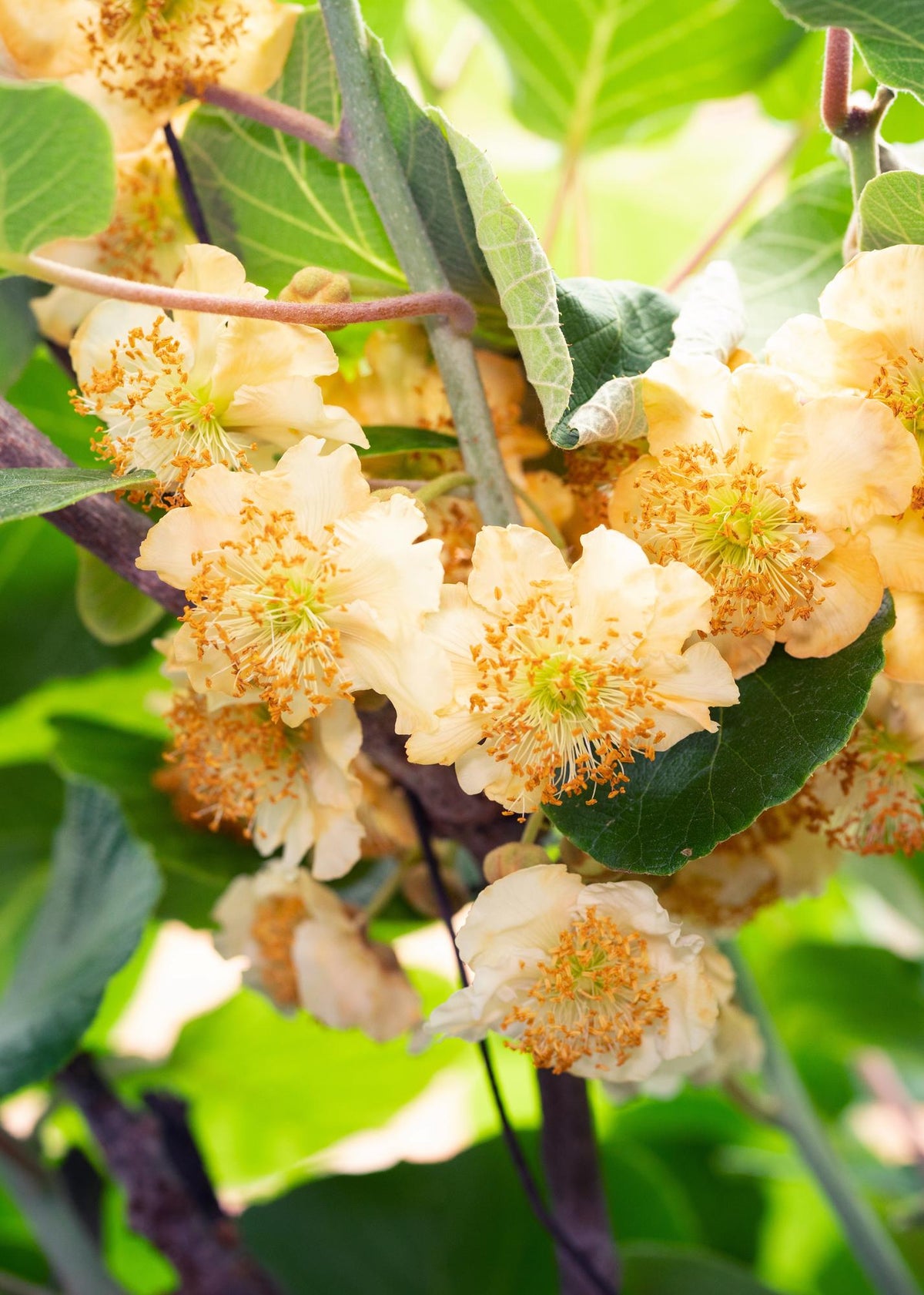 Detailfoto van Actinidia delciosioa 'Jenny' - Kiwi