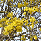 Cornus mas, groene bladeren