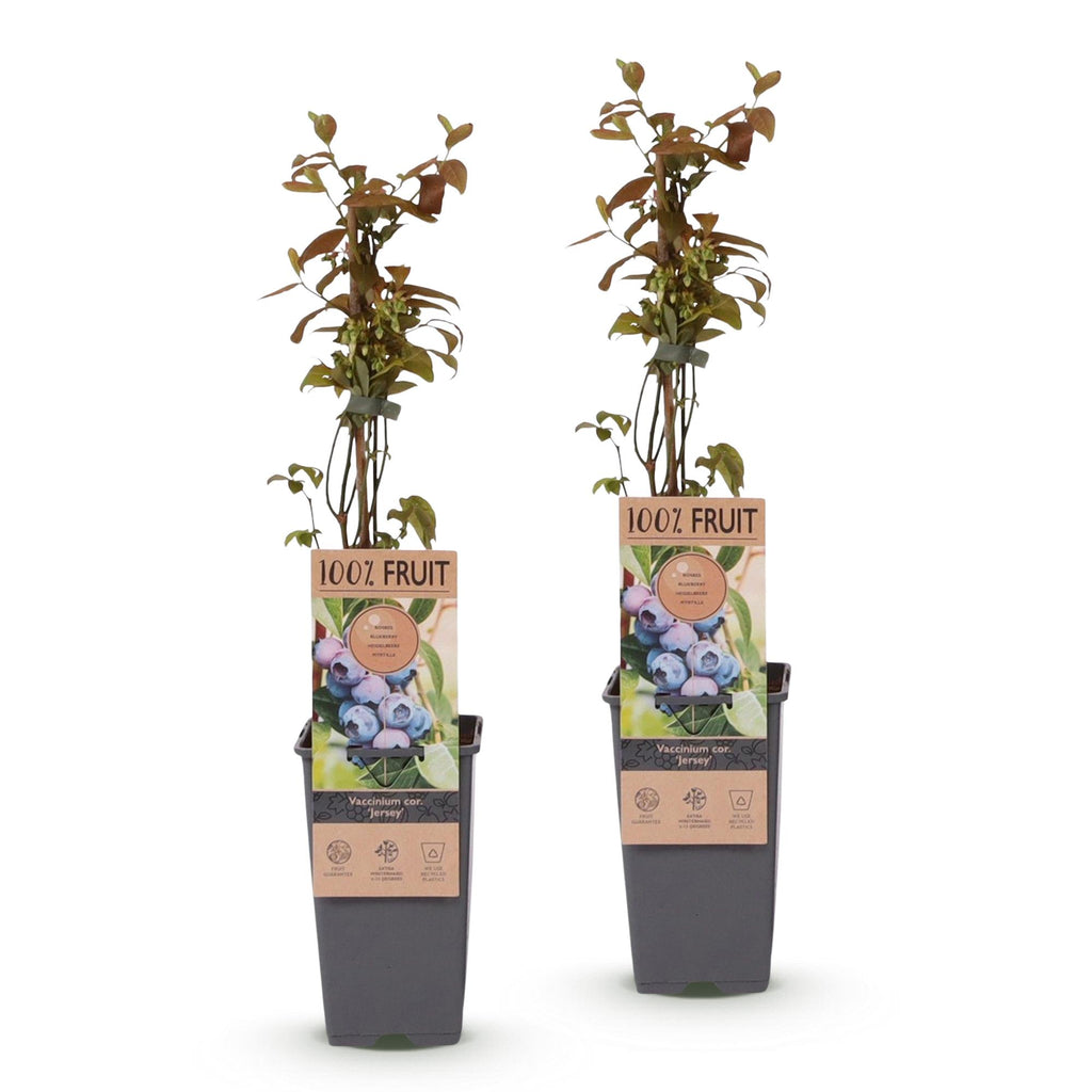 Bosbes Jersey, fruitgewas voor de tuin, kenmerkend blad