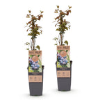 Bosbes Jersey, fruitgewas voor de tuin, kenmerkend blad