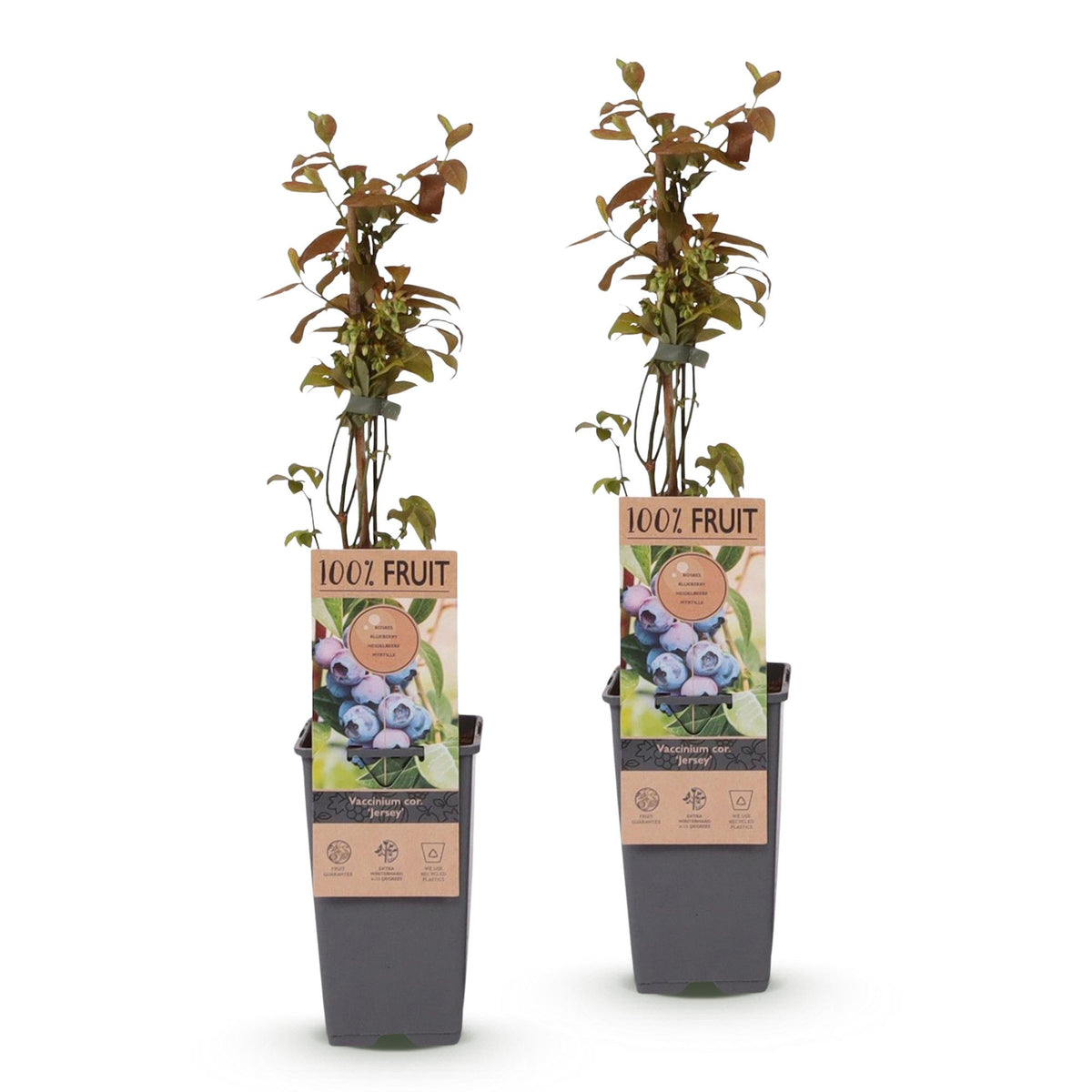 Bosbes Jersey, fruitgewas voor de tuin, kenmerkend blad