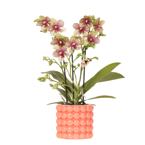 Oranje orchidee Grosetto met sierpot, vers van de kweker, plant in pot